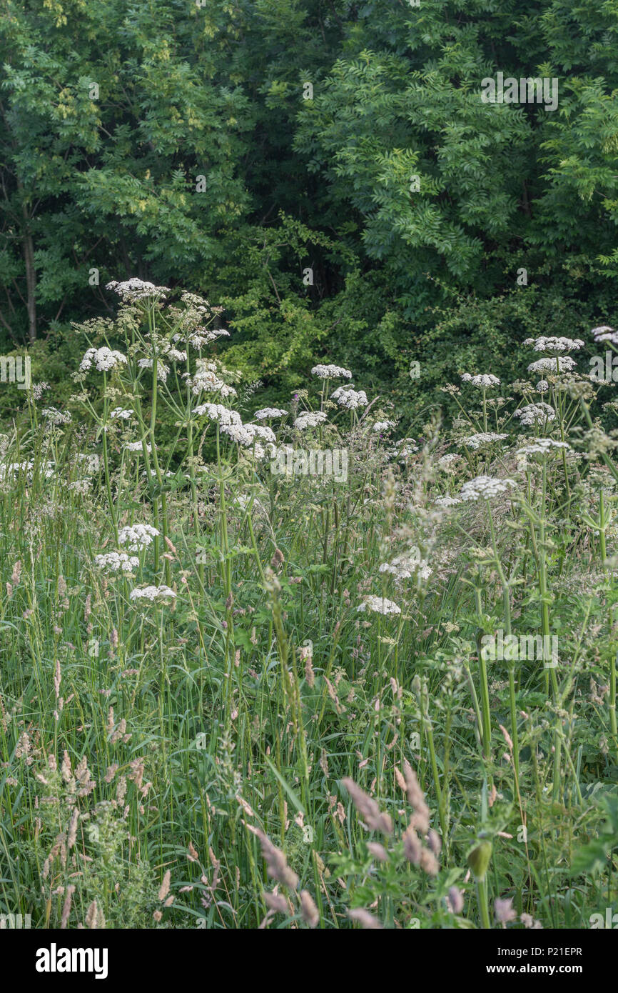 Hogweed Cow Parsnip. Mass of flowering Hogweed / Heracleum sphondylium plants in summertime meadow. Young spring hogweed shoots may be eaten with care Stock Photo