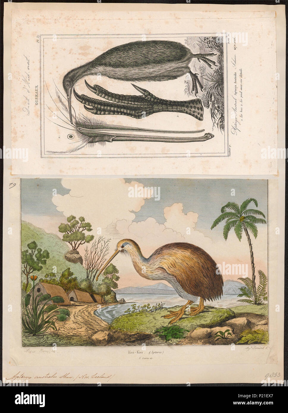 . Apteryx australis . between 1700 and 1880 21 Apteryx australis - 1700-1880 - Print - Iconographia Zoologica - Special Collections University of Amsterdam - UBA01 IZ18900076 Stock Photo