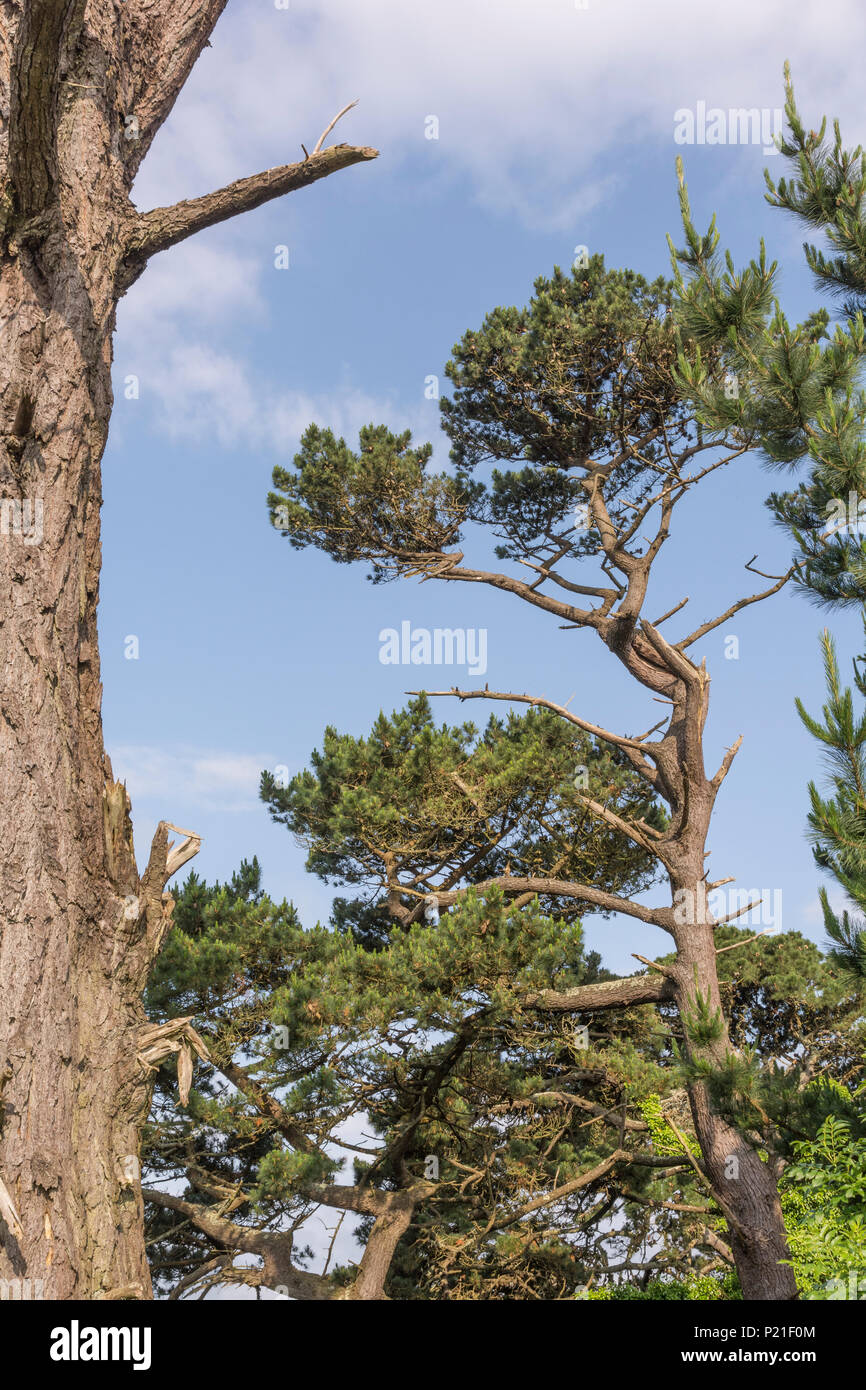 mexico 66 mid grey pine tree