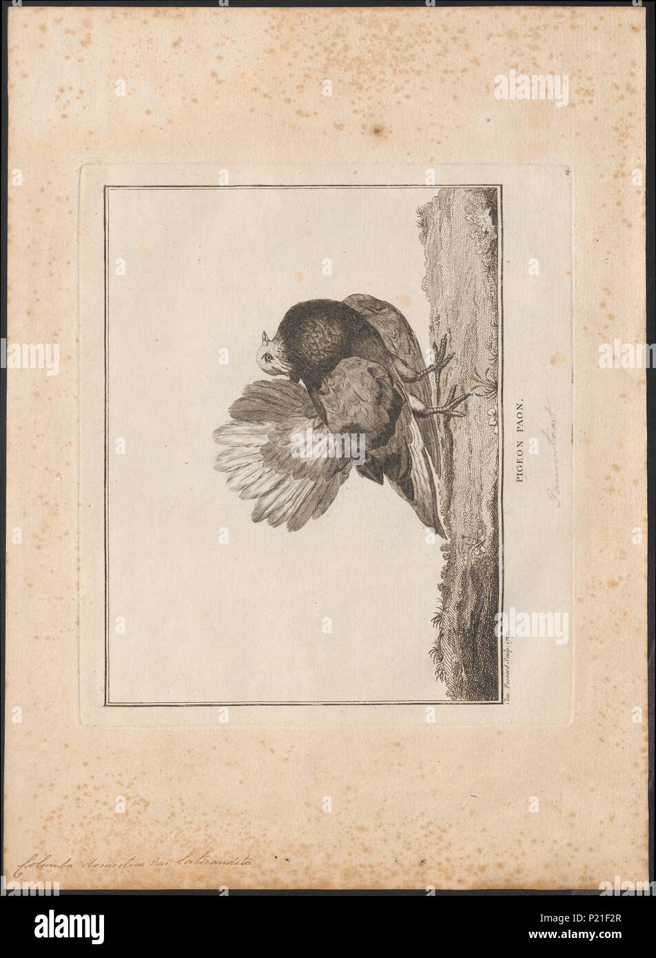 65 Columba domestica var. laticaudata - 1767 - Print - Iconographia Zoologica - Special Collections University of Amsterdam - UBA01 IZ18900155 Stock Photo