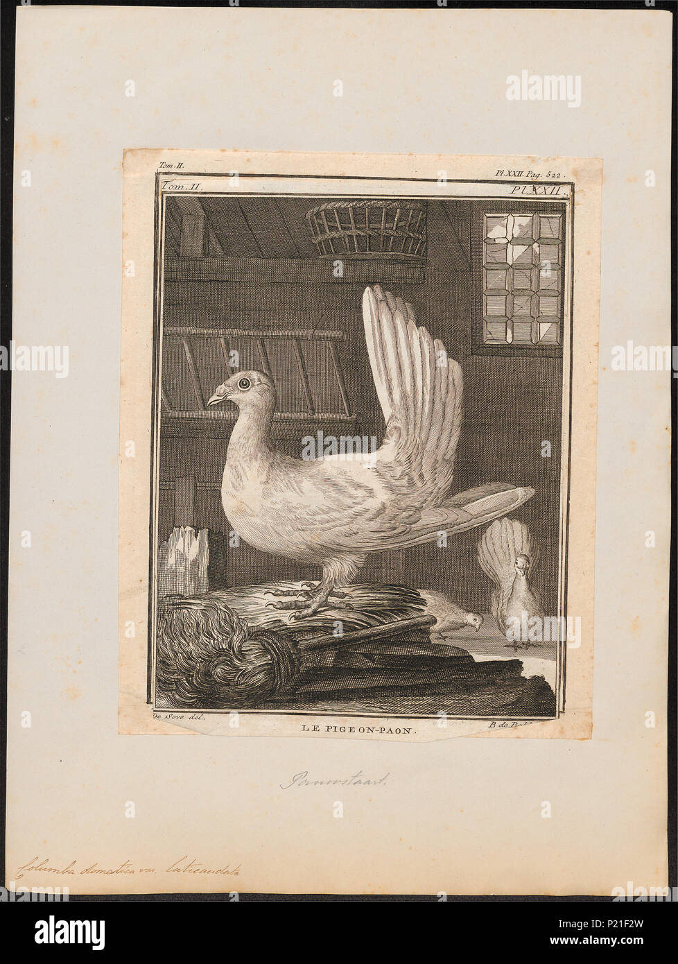 65 Columba domestica var. laticaudata - 1700-1880 - Print - Iconographia Zoologica - Special Collections University of Amsterdam - UBA01 IZ18900157 Stock Photo