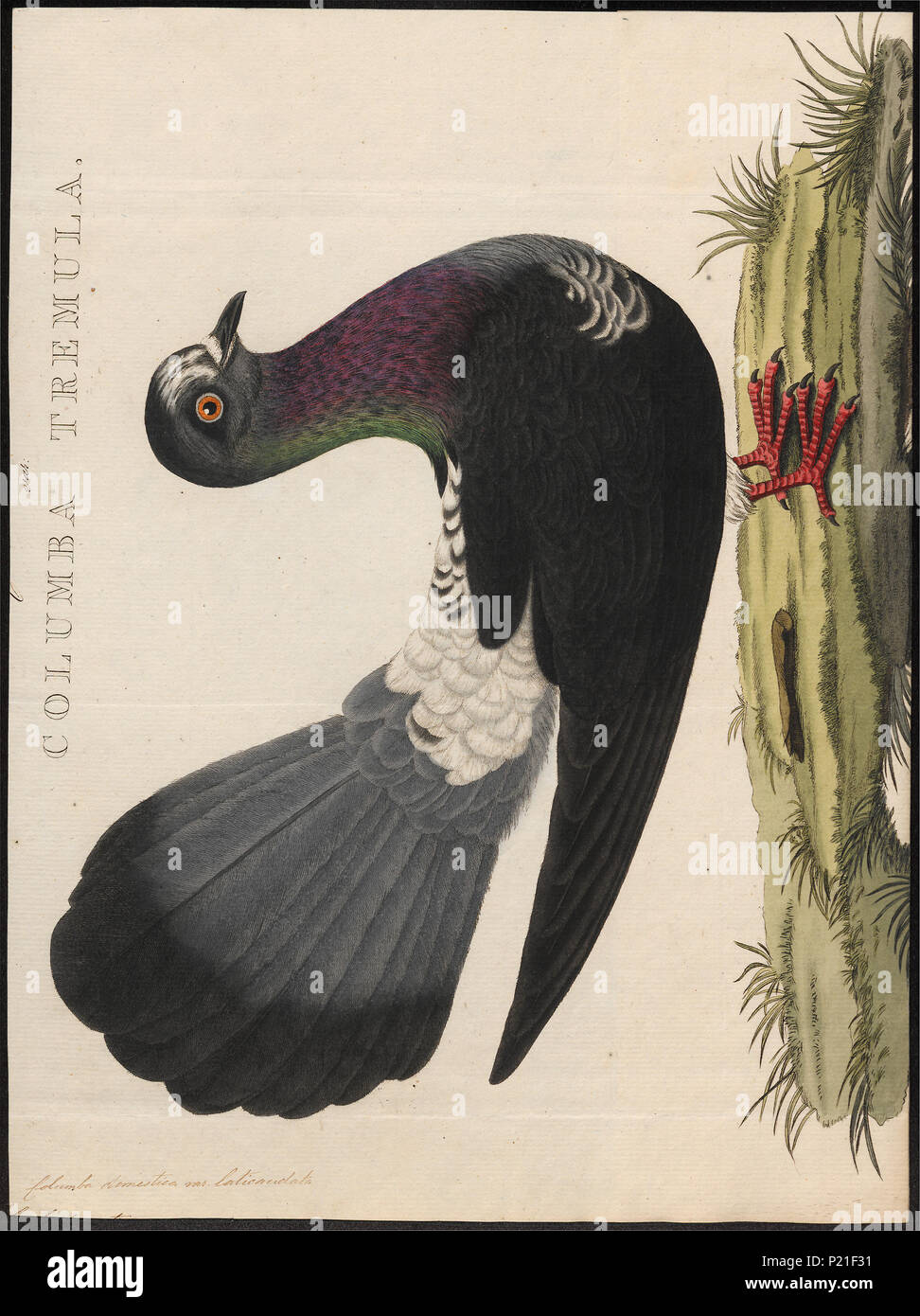 65 Columba domestica var. laticaudata - 1770-1829 - Print - Iconographia Zoologica - Special Collections University of Amsterdam - UBA01 IZ18900161 Stock Photo
