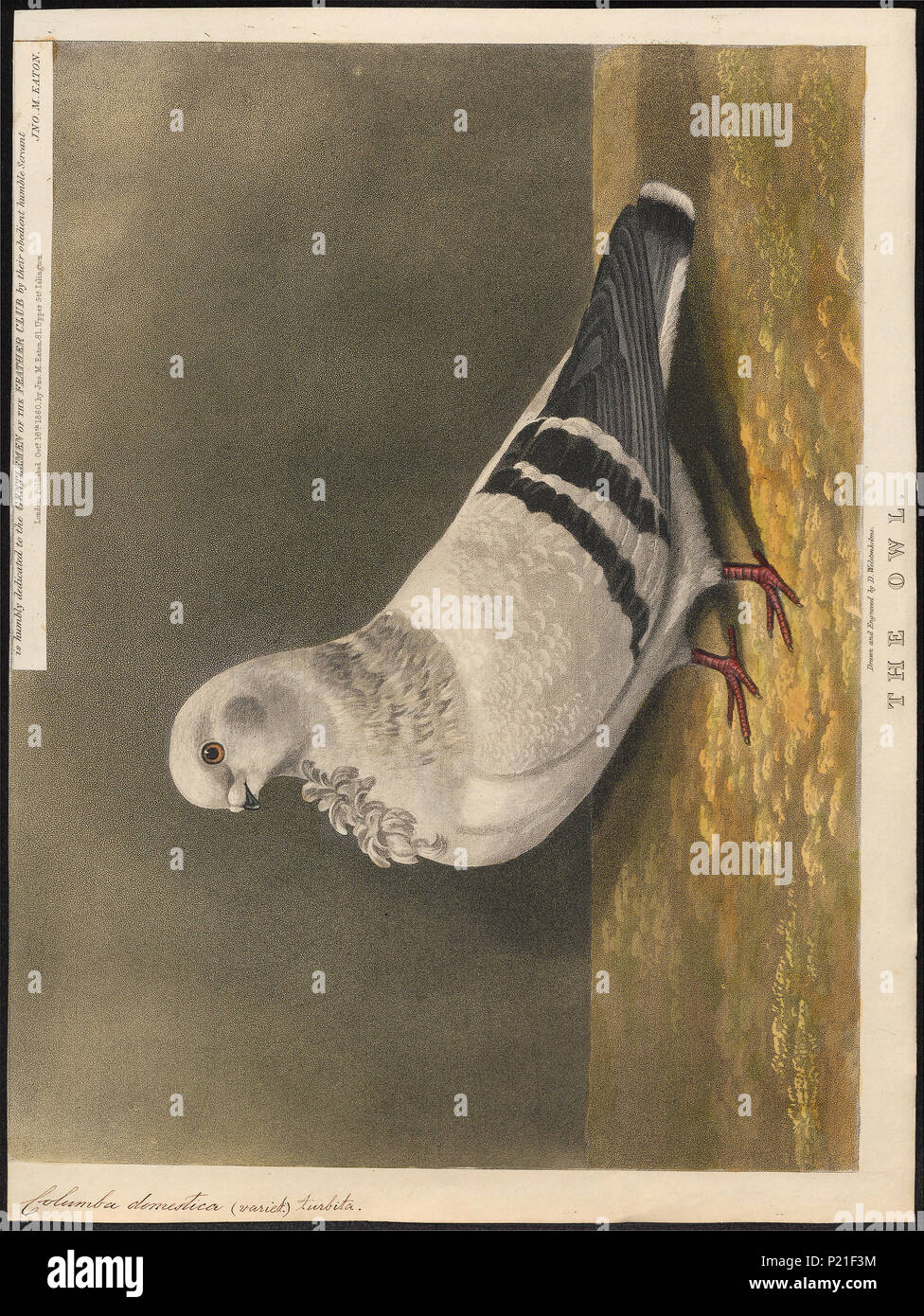 . Columba domestica var. turbita . 1860 65 Columba domestica var ...