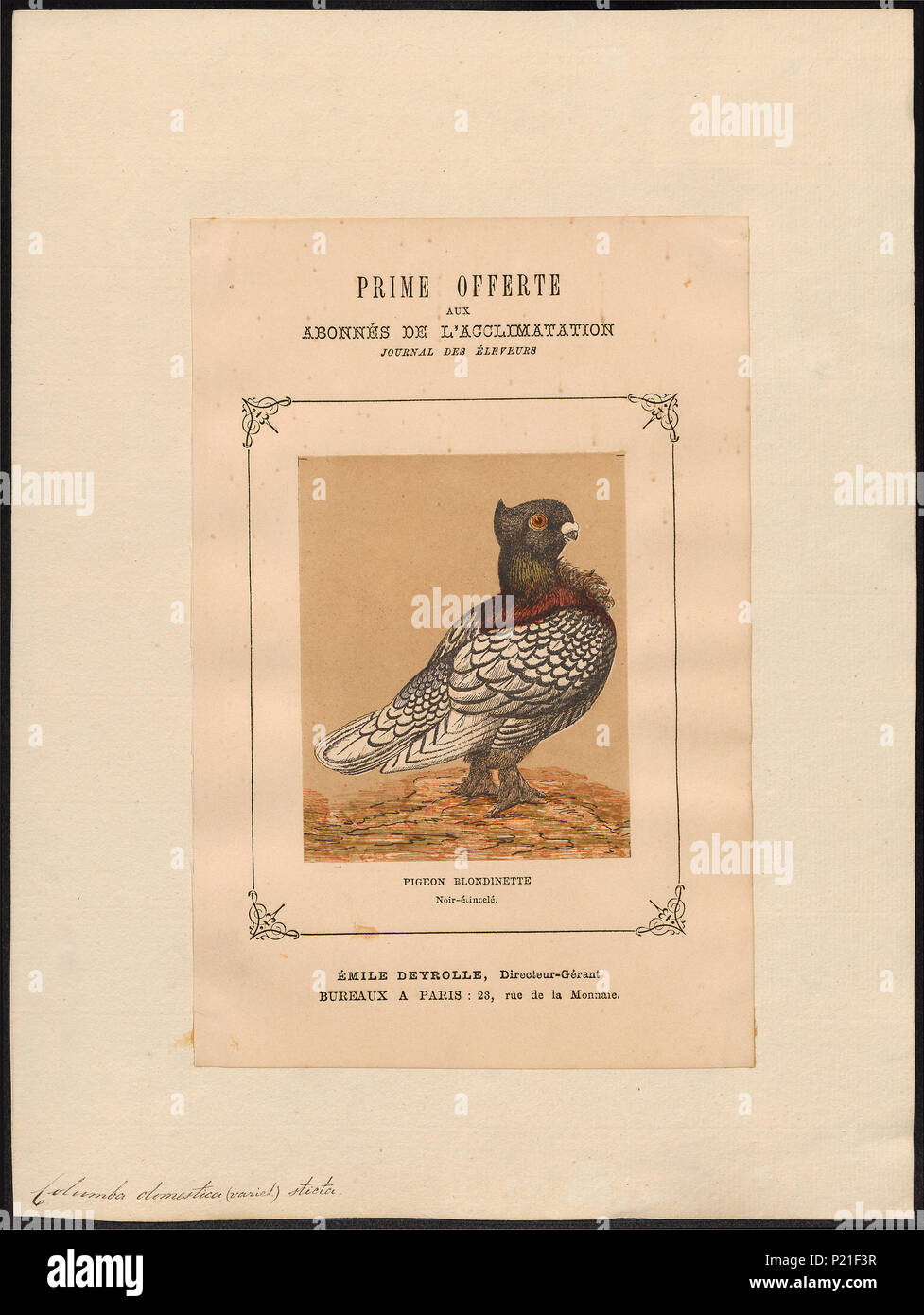 65 Columba domestica var. sticta - 1874- - Print - Iconographia Zoologica - Special Collections University of Amsterdam - UBA01 IZ18900181 Stock Photo