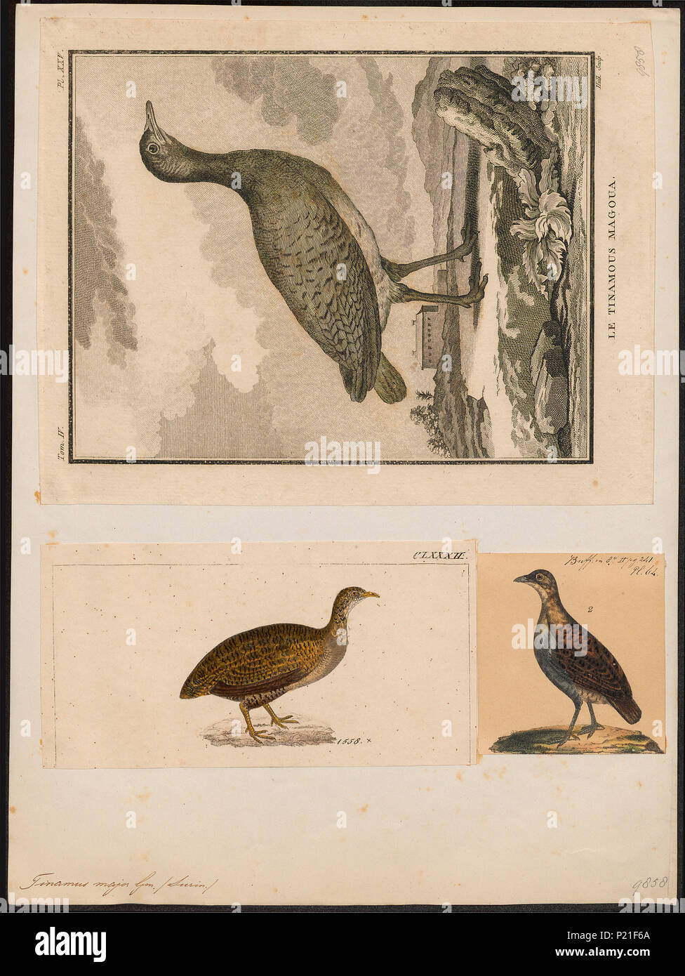 . Tinamus major . between 1700 and 1880 306 Tinamus major - 1700-1880 - Print - Iconographia Zoologica - Special Collections University of Amsterdam - UBA01 IZ18900213 Stock Photo