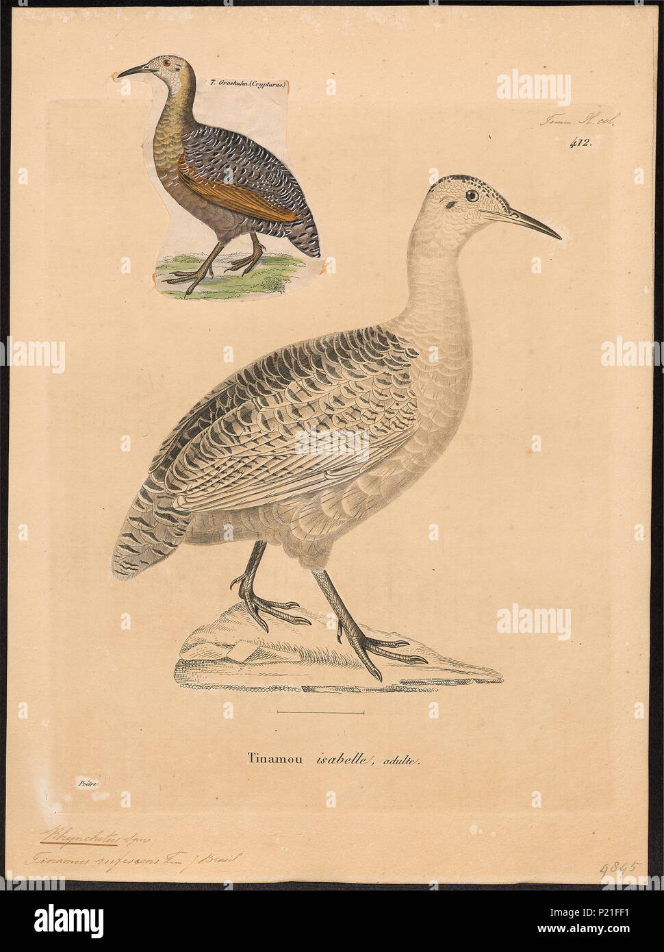 . Rhynchotus rufescens . between 1700 and 1880 278 Rhynchotus rufescens ...