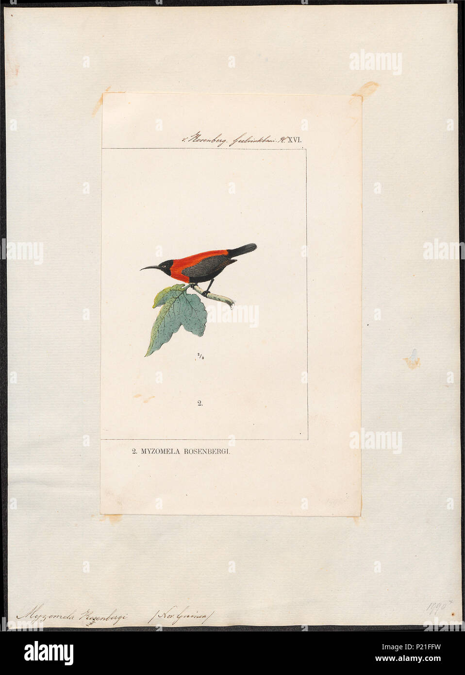 . Myzomela rosenbergi . 1875 198 Myzomela rosenbergi - 1875 - Print - Iconographia Zoologica - Special Collections University of Amsterdam - UBA01 IZ19200001 Stock Photo