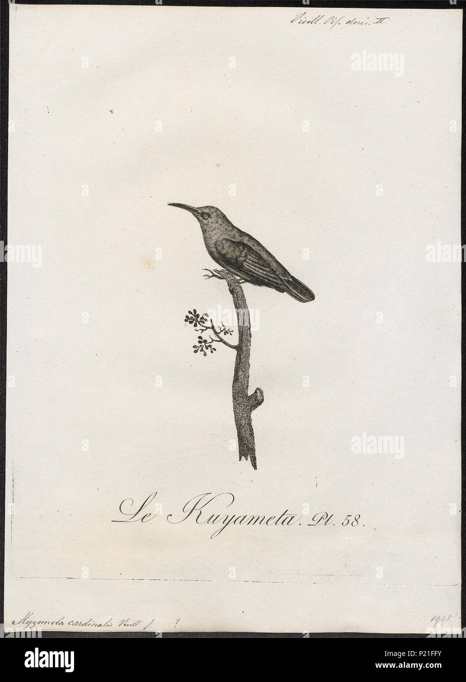 . Myzomela pusilla . 1802 198 Myzomela pusilla - 1802 - Print - Iconographia Zoologica - Special Collections University of Amsterdam - UBA01 IZ19200003 Stock Photo