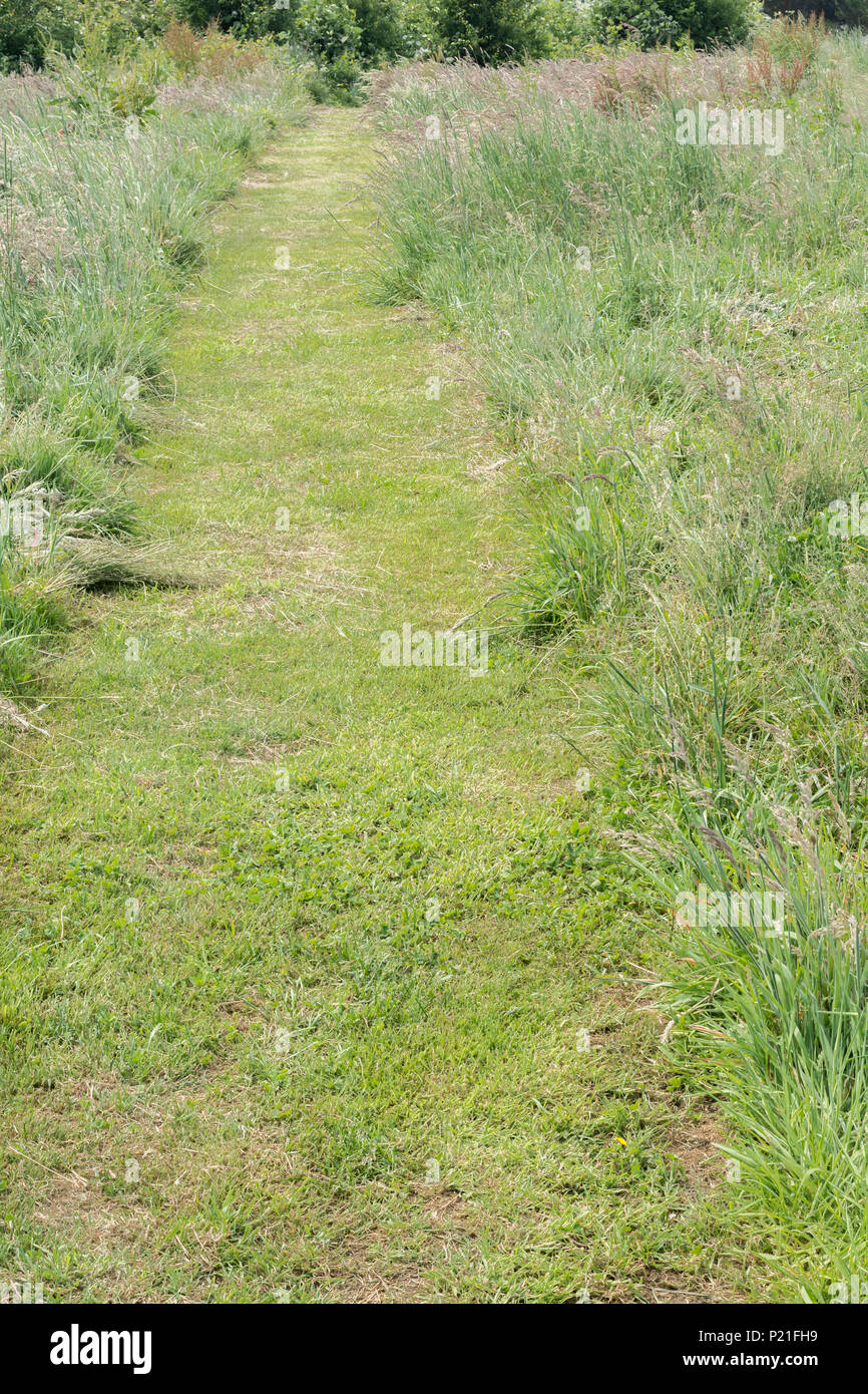 Grassy pathway in garden. Metaphor phrase 'to lead down the garden path', or 'UP', misleading, to deceive, hoodwink, cheat or dupe someone Stock Photo