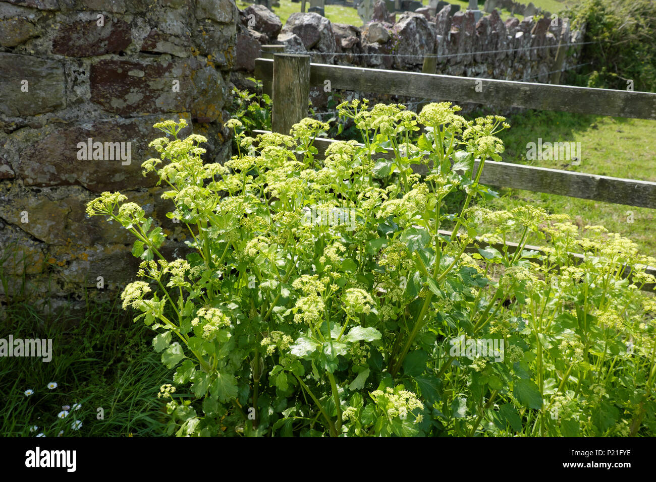 Pembrokeshire wild flower Alexanders or Smyrnium Olusatrum  growing next to a gate and stone wall in Dale, West Wales UK  KATHY DEWITT Stock Photo