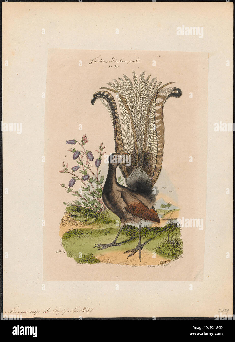 192 Menura superba - 1837 - Print - Iconographia Zoologica - Special Collections University of Amsterdam - UBA01 IZ19200409 Stock Photo