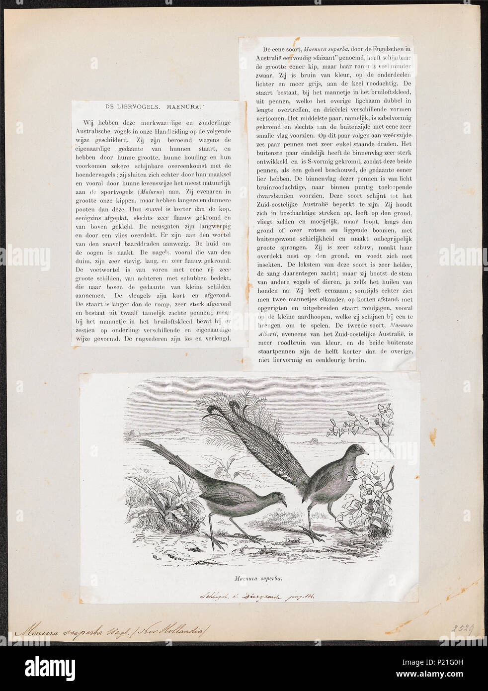 192 Menura superba - 1872 - Print - Iconographia Zoologica - Special Collections University of Amsterdam - UBA01 IZ19200415 Stock Photo