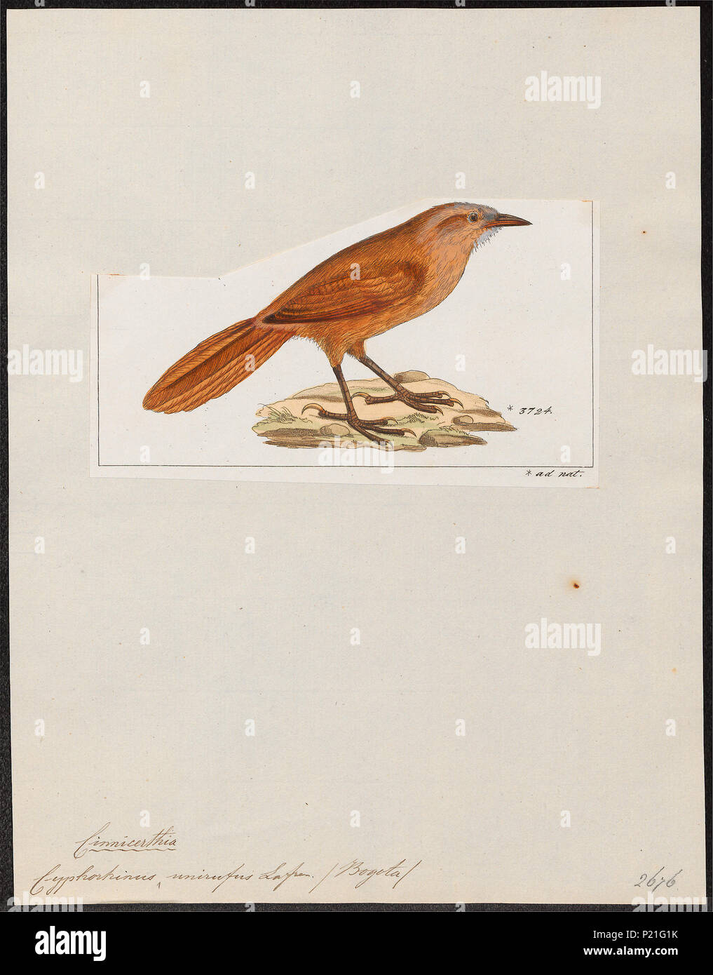 73 Cyphorhinus unirufus - 1820-1860 - Print - Iconographia Zoologica - Special Collections University of Amsterdam - UBA01 IZ19200457 Stock Photo