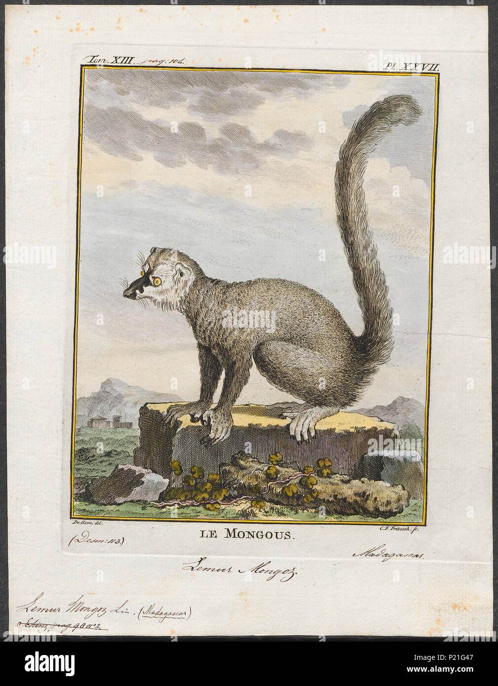 . Lemur mongoz . 1782 173 Lemur mongoz - 1782 - Print - Iconographia Zoologica - Special Collections University of Amsterdam - UBA01 IZ19700061 Stock Photo