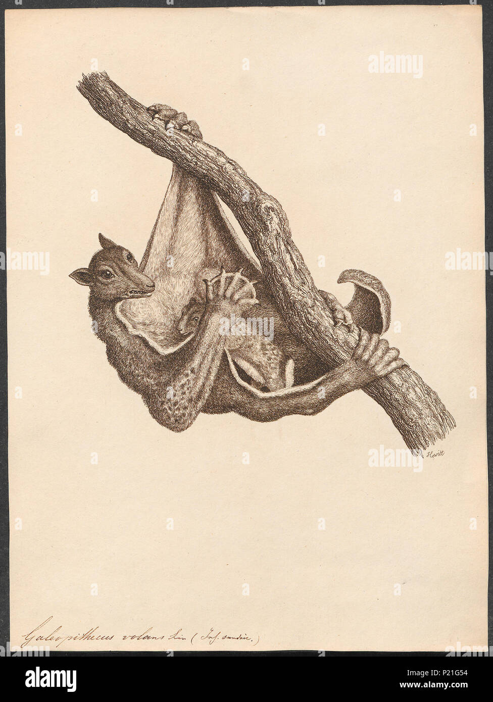 . Galeopithecus volans . between 1700 and 1880 131 Galeopithecus volans ...