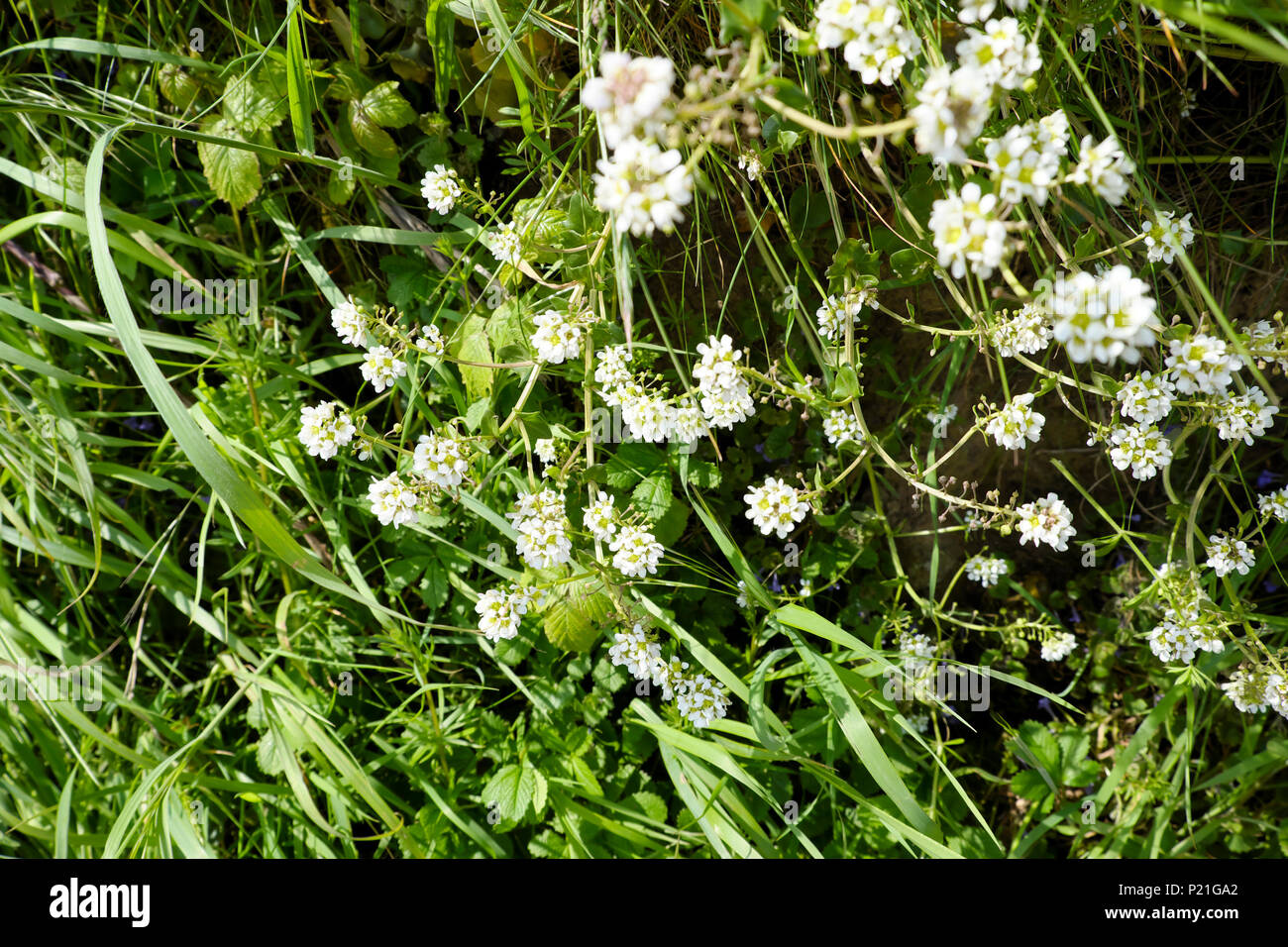 White Scabiosa Wild Flowers Wildflowers Flowers Flowering Blooming On The Pembrokeshire Coast Path In Spring In West Wales Uk Kathy Dewitt Stock Photo Alamy