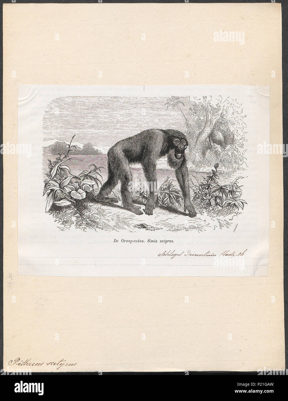 Pithecus Satyrus High Resolution Stock Photography and Images - Alamy