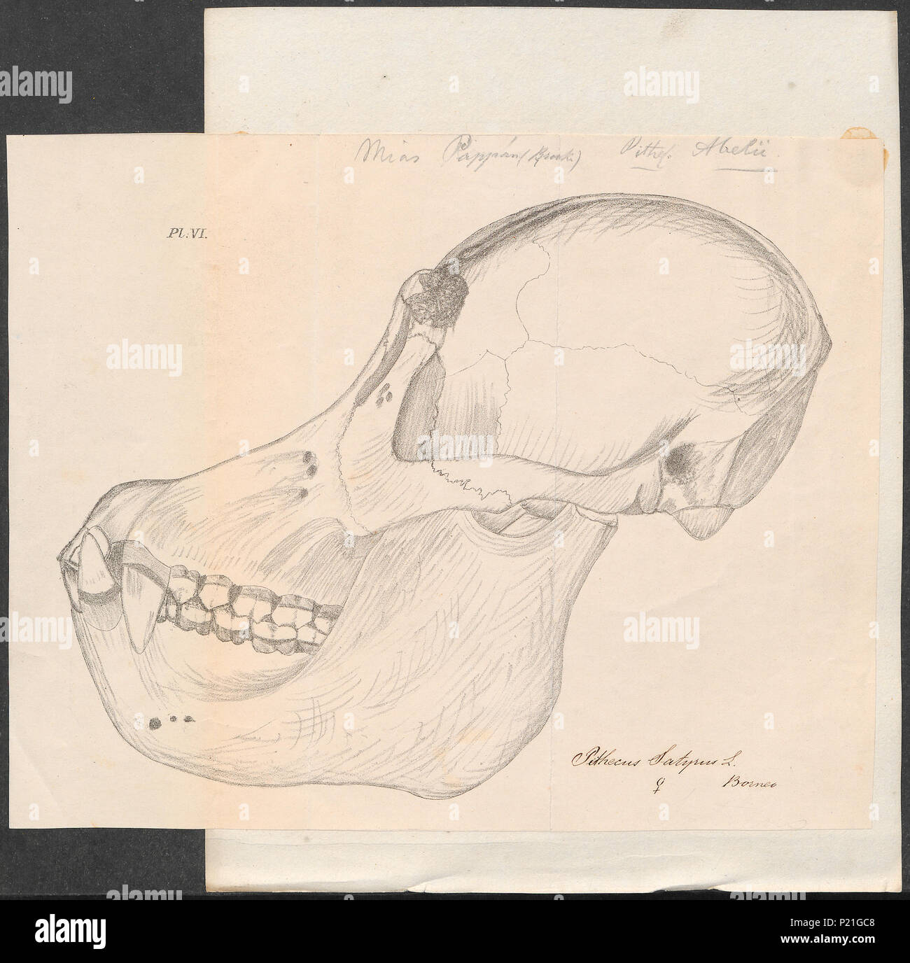. Pithecus satyrus - schedel . between 1700 and 1880 226 Pithecus ...