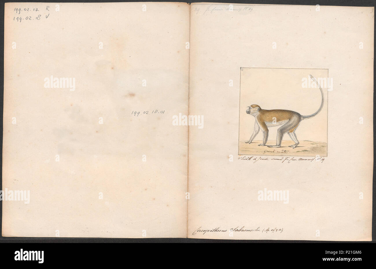 56 Cercopithecus sabaeus - 1700-1880 - Print - Iconographia Zoologica ...