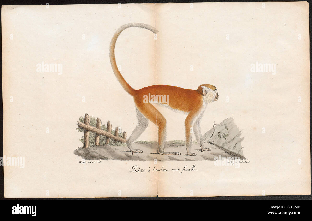 56 Cercopithecus ruber - 1700-1880 - Print - Iconographia Zoologica ...