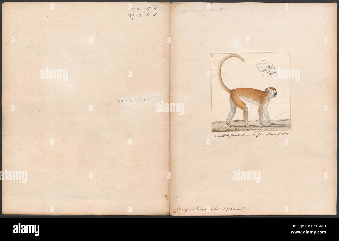 56 Cercopithecus ruber - 1700-1880 - Print - Iconographia Zoologica ...