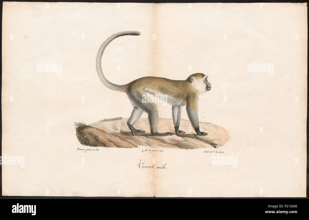 Cercopithecus cynosurus hi-res stock photography and images - Alamy