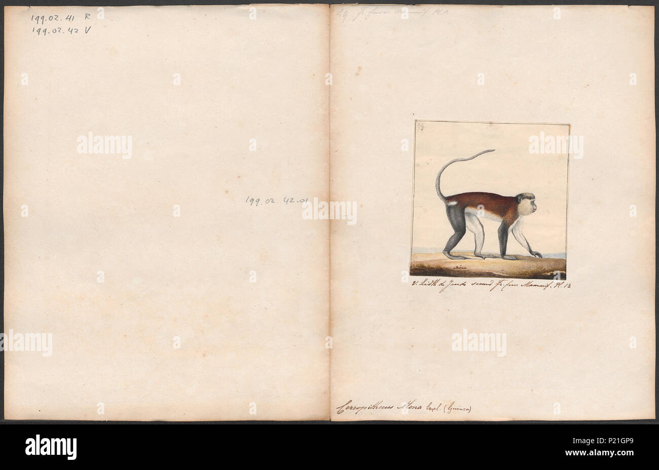 . Cercopithecus mona . between 1700 and 1880 56 Cercopithecus mona ...