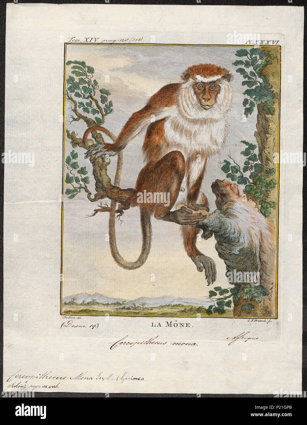 . Cercopithecus mona . between 1700 and 1880 56 Cercopithecus mona ...