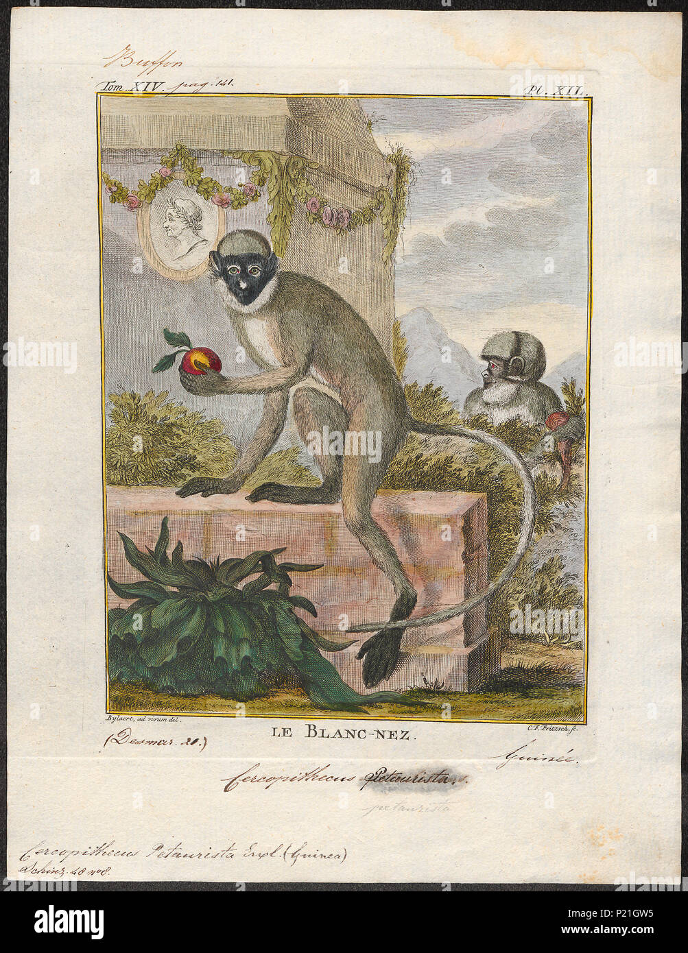 . Cercopithecus petaurista . between 1700 and 1880 56 Cercopithecus ...