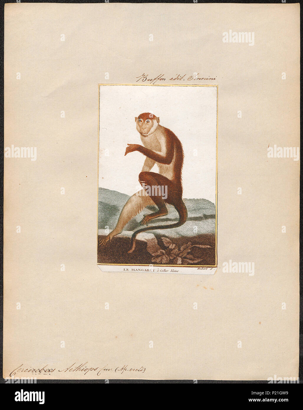 . Cercopithecus aethiops . between 1700 and 1880 56 Cercopithecus ...