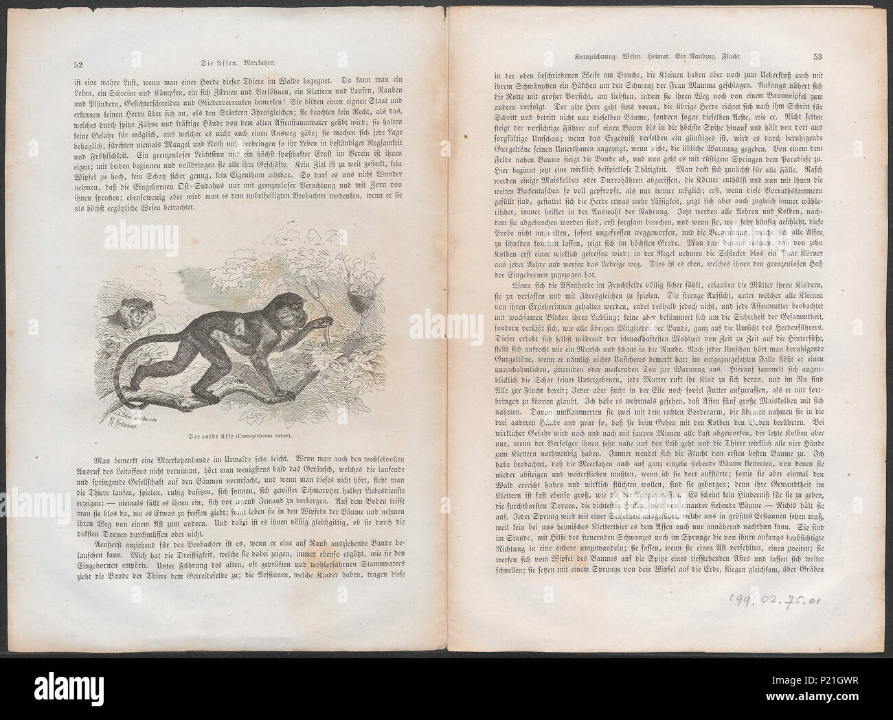 56 Cercopithecus ruber - 1700-1880 - Print - Iconographia Zoologica ...