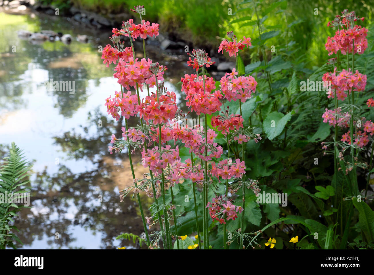 Candelabra primrose growing near a pond in a shady area in a garden in June spring in rural Wales Great Britain UK    KATHY DEWITT Stock Photo