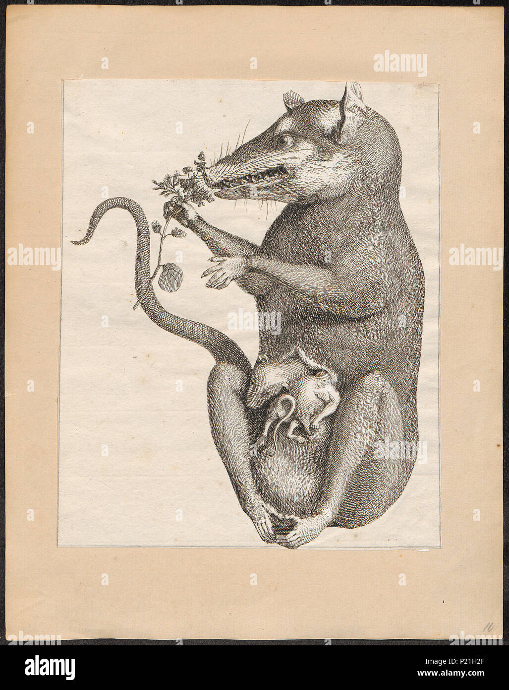 . Didelphis opossum . between 1700 and 1880 82 Didelphis opossum - 1700 ...