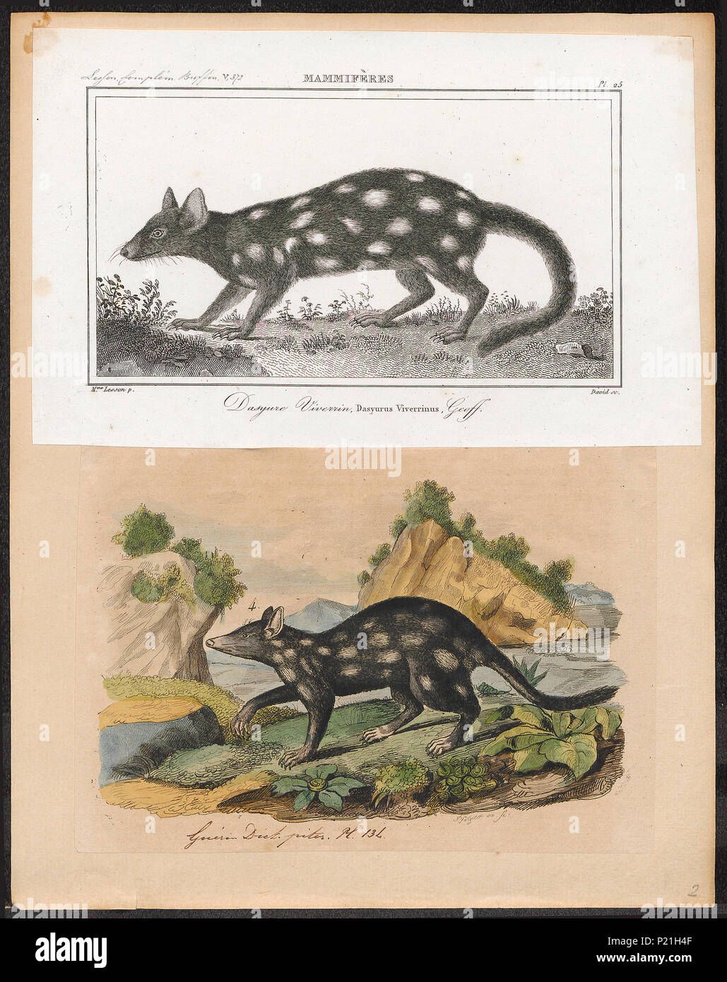 Australian 18th century hi-res stock photography and images - Alamy