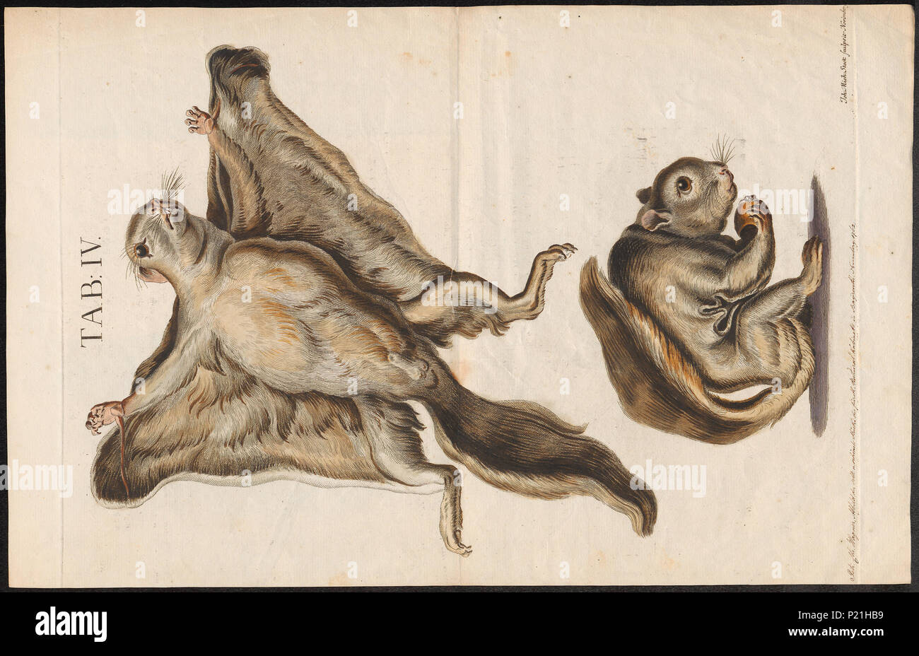 273 Pteromys volans - 1700-1880 - Print - Iconographia Zoologica - Special Collections University of Amsterdam - UBA01 IZ20400099 Stock Photo