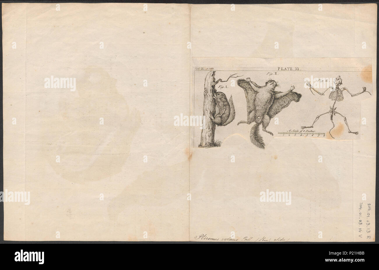 273 Pteromys volans - 1700-1880 - Print - Iconographia Zoologica - Special Collections University of Amsterdam - UBA01 IZ20400100 Stock Photo