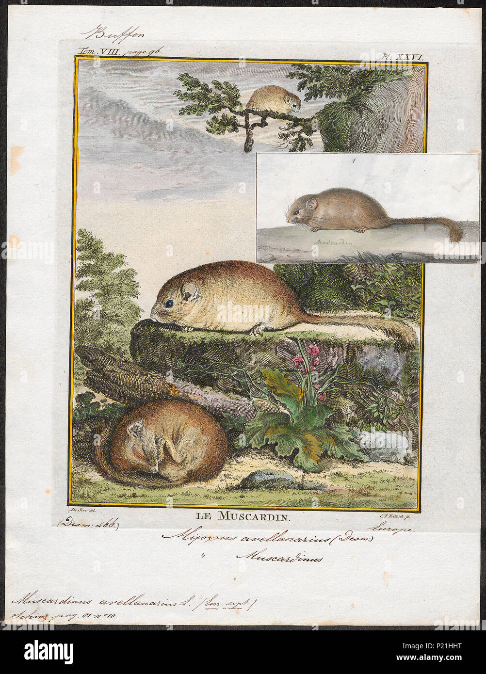 197 Muscardinus avellanarius - 1700-1880 - Print - Iconographia Zoologica - Special Collections University of Amsterdam - UBA01 IZ20400167 Stock Photo