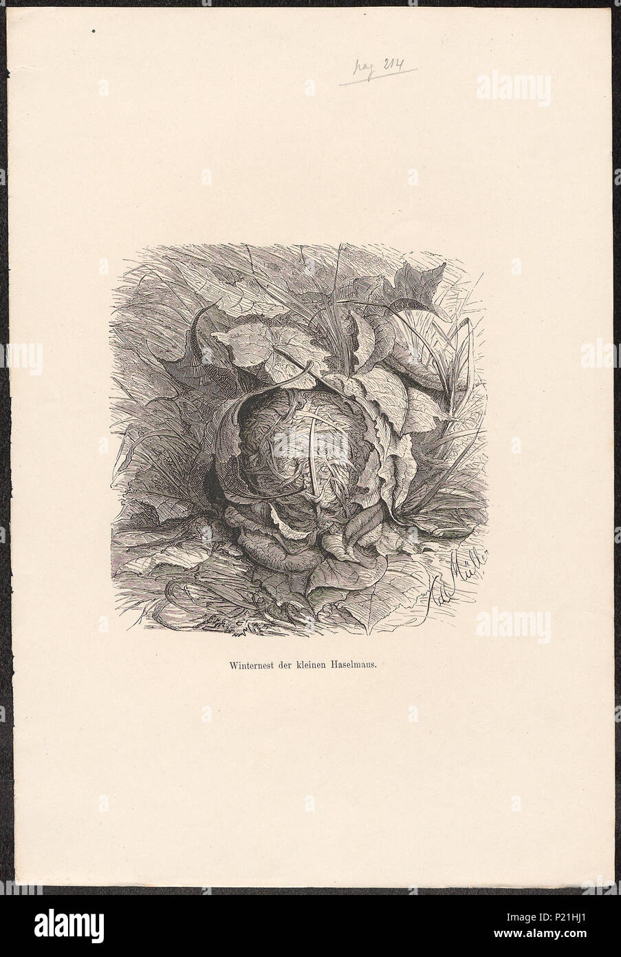 197 Muscardinus avellanarius - nest - 1700-1880 - Print - Iconographia Zoologica - Special Collections University of Amsterdam - UBA01 IZ20400171 Stock Photo