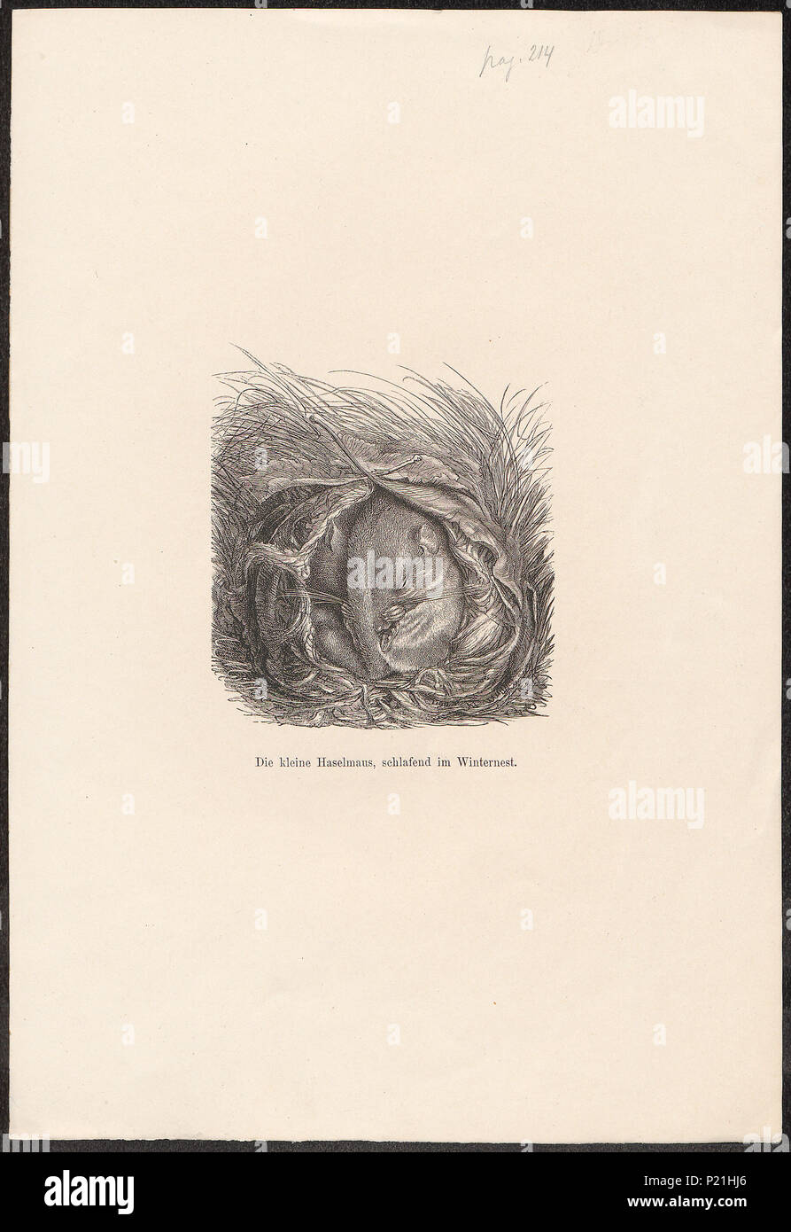 197 Muscardinus avellanarius - 1700-1880 - Print - Iconographia Zoologica - Special Collections University of Amsterdam - UBA01 IZ20400173 Stock Photo