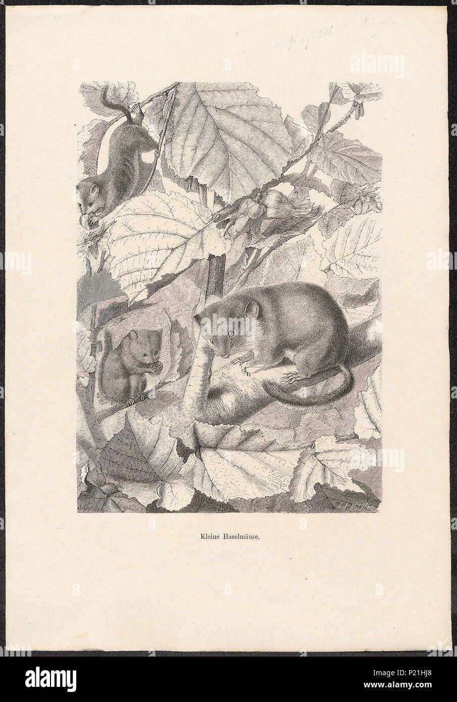 197 Muscardinus avellanarius - 1700-1880 - Print - Iconographia Zoologica - Special Collections University of Amsterdam - UBA01 IZ20400175 Stock Photo