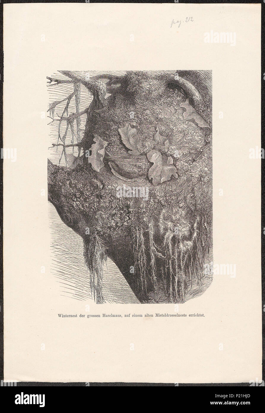 . Muscardinus avellanarius - nest . between 1700 and 1880 197 Muscardinus avellanarius - nest - 1700-1880 - Print - Iconographia Zoologica - Special Collections University of Amsterdam - UBA01 IZ20400179 Stock Photo