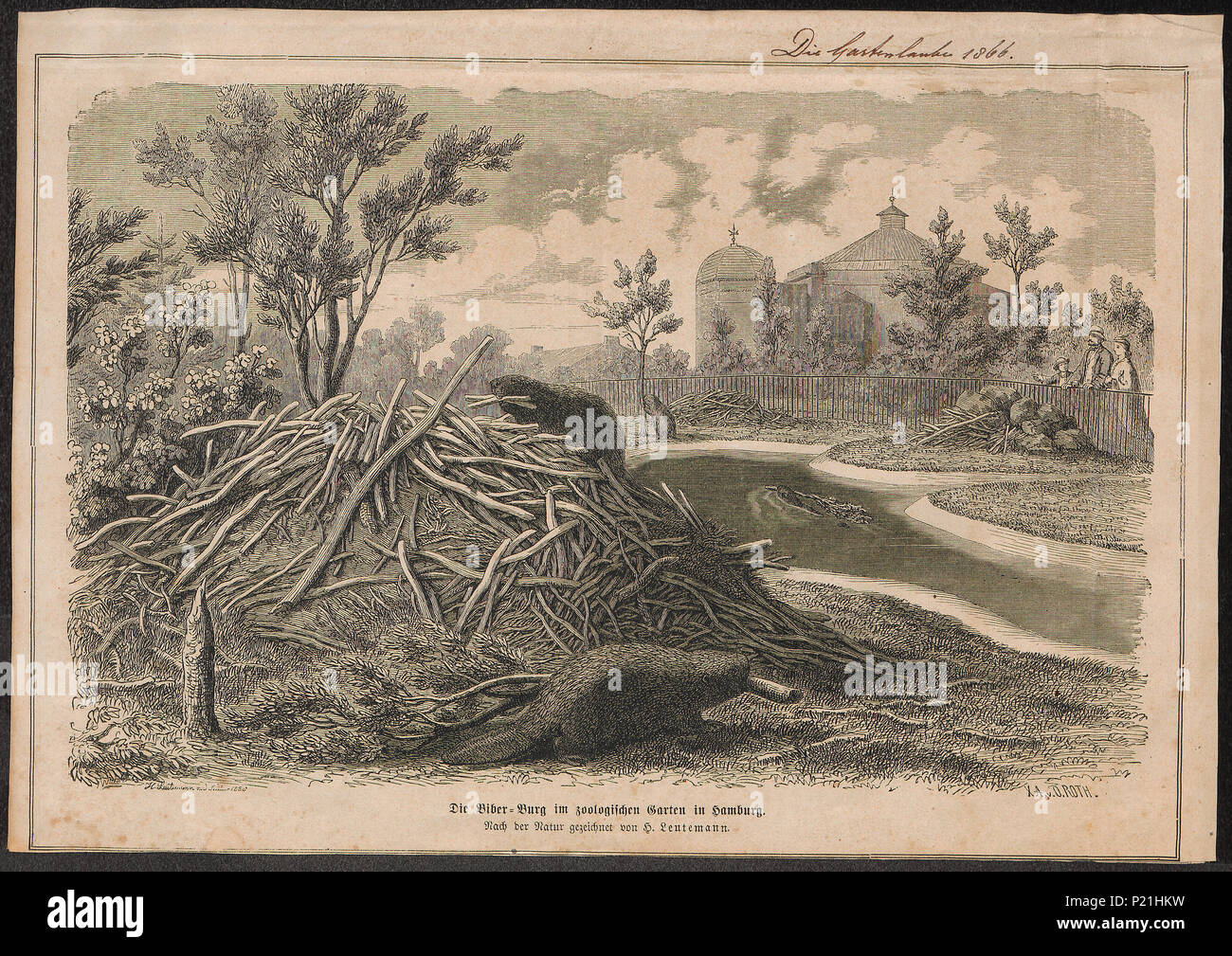 . Castor fiber . 1866 53 Castor fiber - 1866 - Print - Iconographia Zoologica - Special Collections University of Amsterdam - UBA01 IZ20400205 Stock Photo