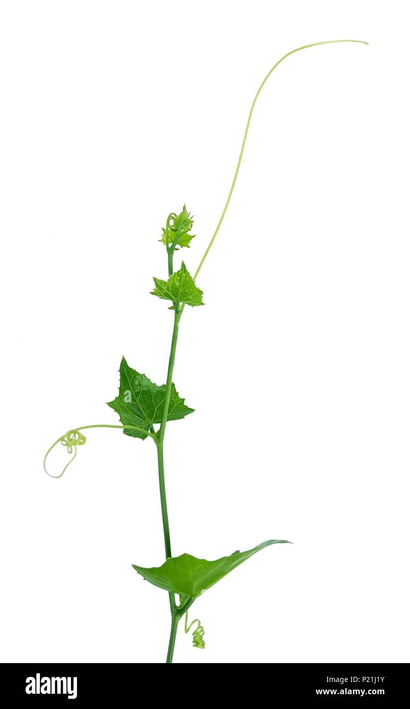 Vegetable and Herb, Fresh Coccinia Grandis or Ivy Gourd Plant Isolated on White Background. Stock Photo