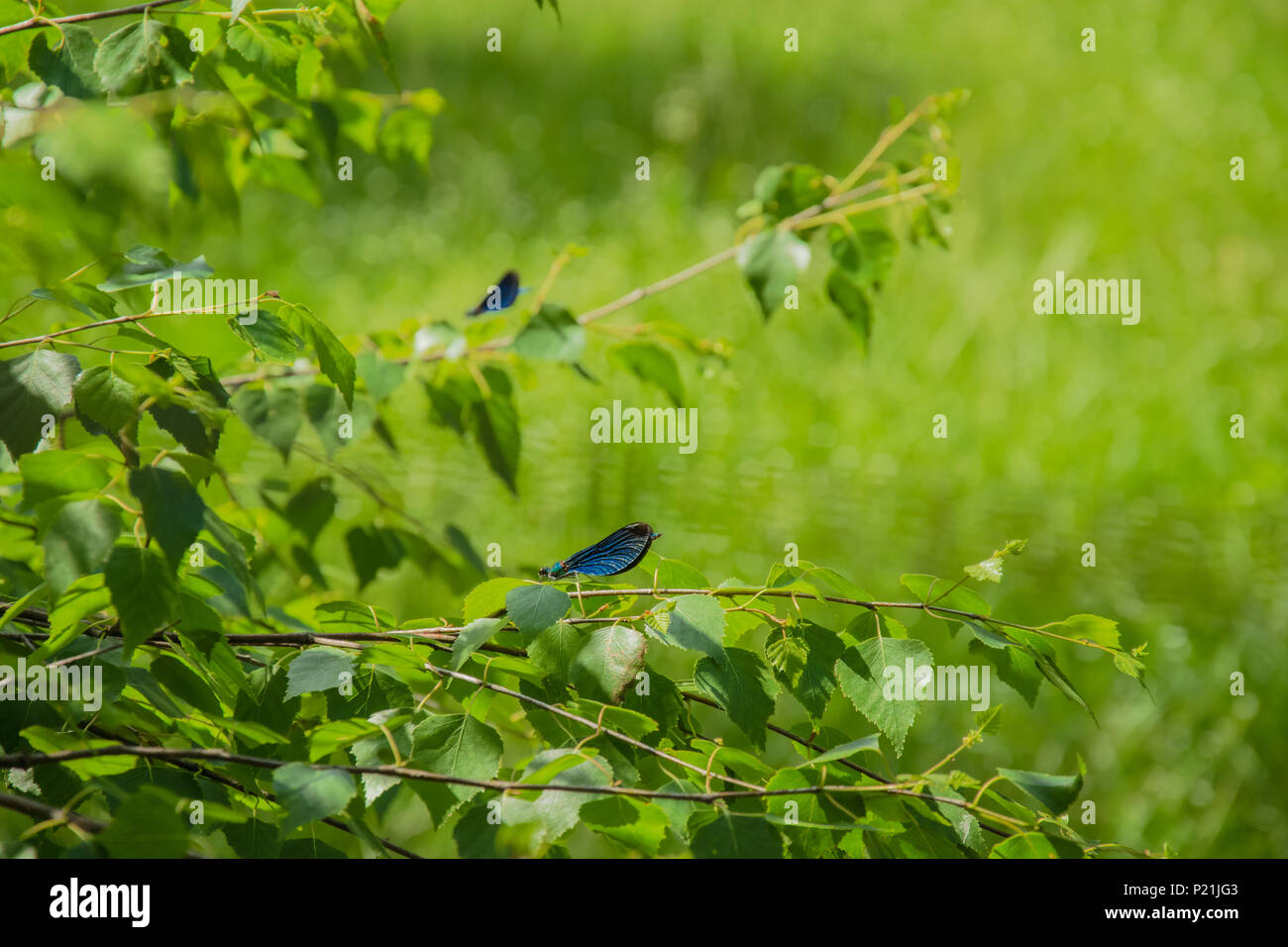 Blue dragonfly sitting on a branch on a green background in the forest ...