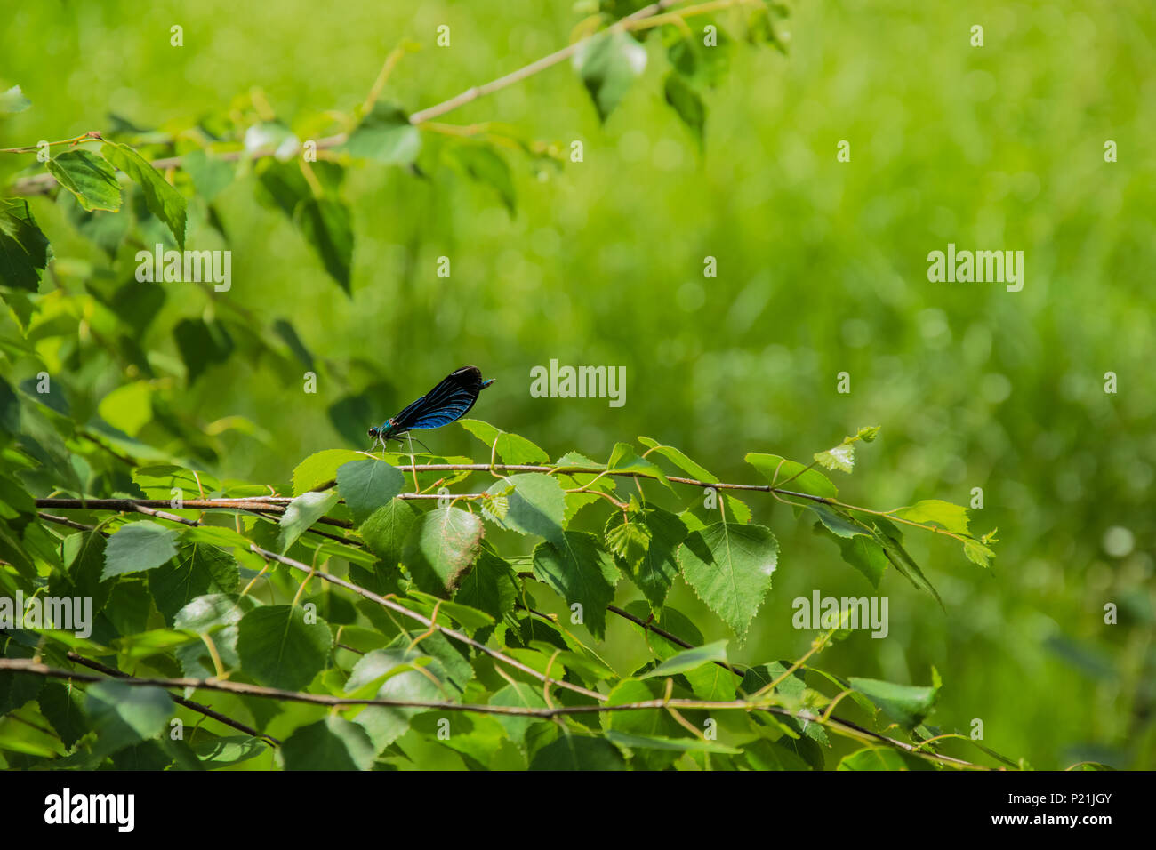 Blue dragonfly sitting on a branch on a green background in the forest ...