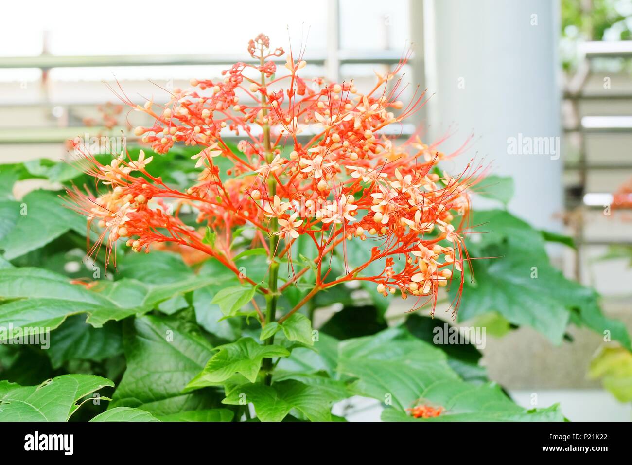 Beautiful Flower, Bunch of Red Clerodendrum Paniculatum Flowers or Pagoda Flowers with Green Leaves. Stock Photo