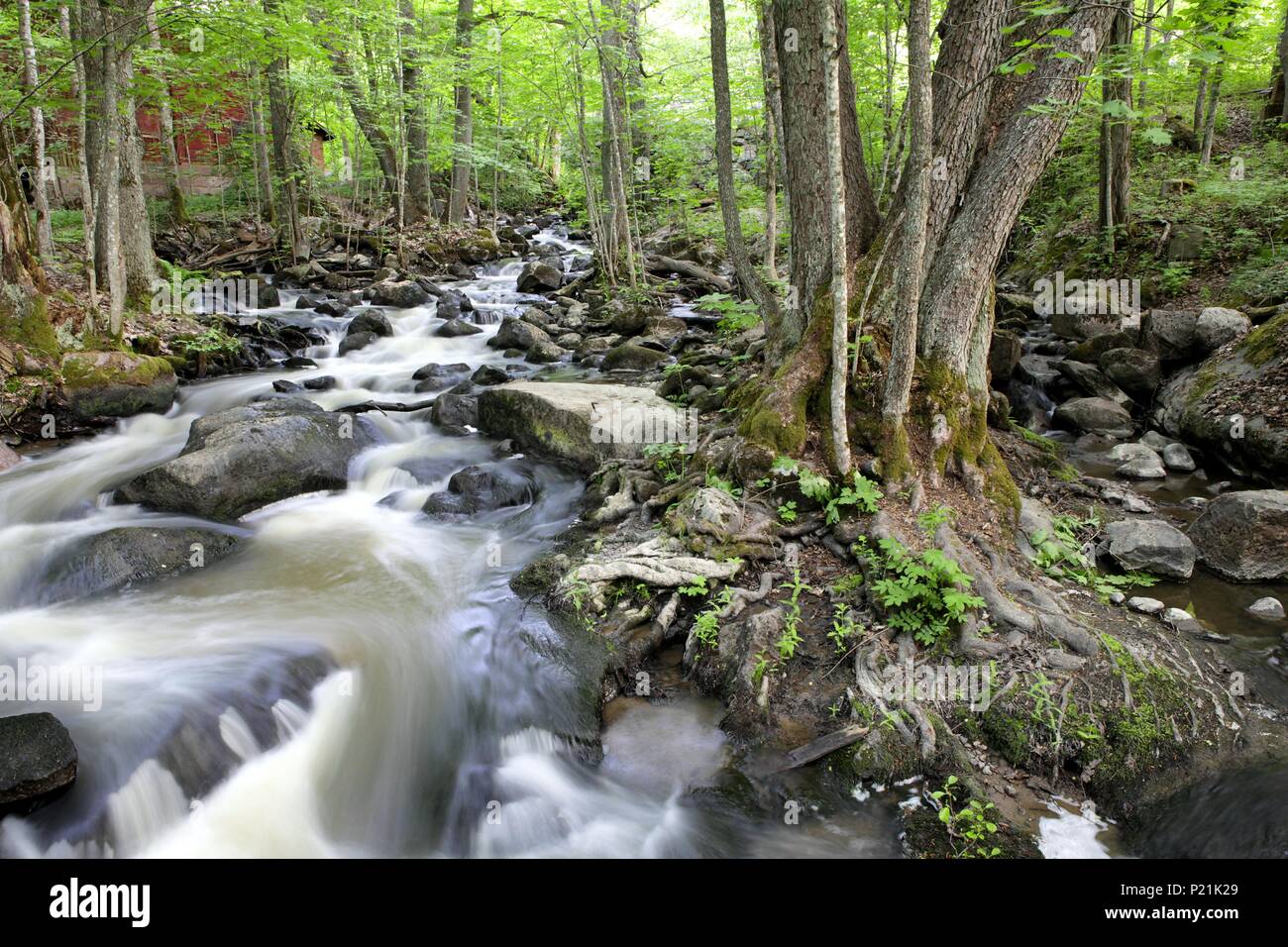 Forest stream, flowing water over rocks and green  lush foliage Stock Photo