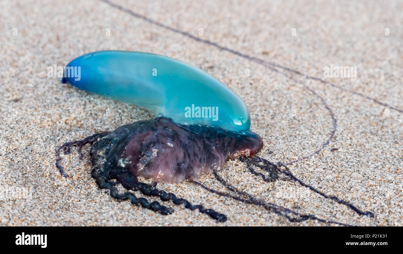 Close up of a deflated Portuguese man o' war washed ashore on a beach. Stock Photo