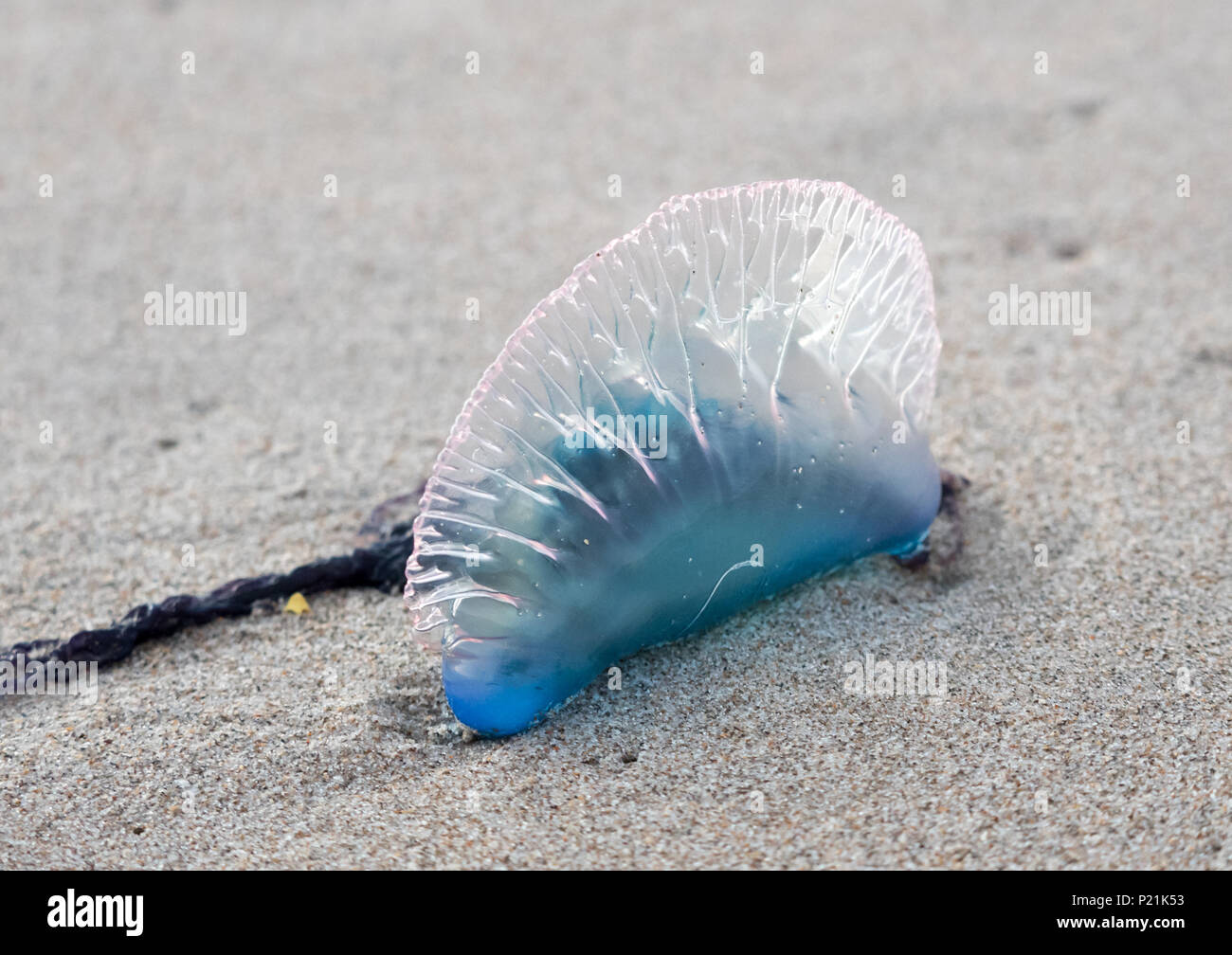 Close up of a Portuguese man o' war washed ashore on a beach. Stock Photo