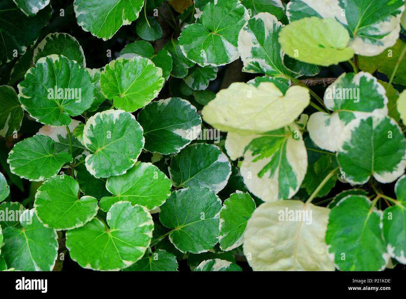 Ecological Concept, Green and White Stripe Leaves of Polyscias Guilfoylei or Geranium Aralia Plants for Garden Decoration. Stock Photo